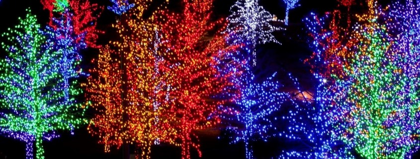 Trees-wrapped-in-LED-lights-for-Christmas-000054950954_Full 1024 (2)