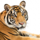 6.5.16 Tiger Blog Image