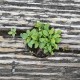 green-plant-wood