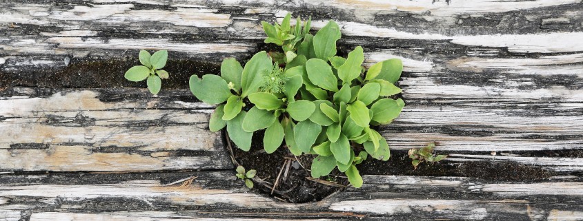 green-plant-wood