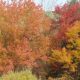 fall-foliage-in-philadelphia