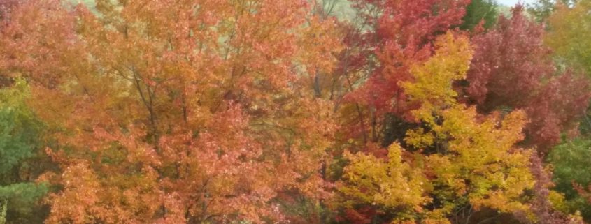 fall-foliage-in-philadelphia